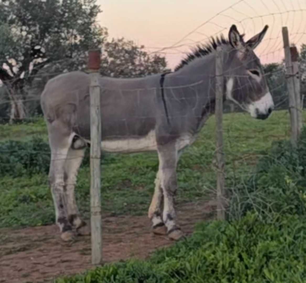 Burro meigo com 4 anos