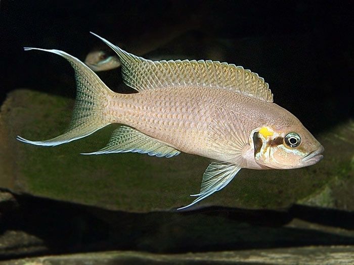 Księżniczka z Burundi dorosłe neolamprologus brichardi tanganika