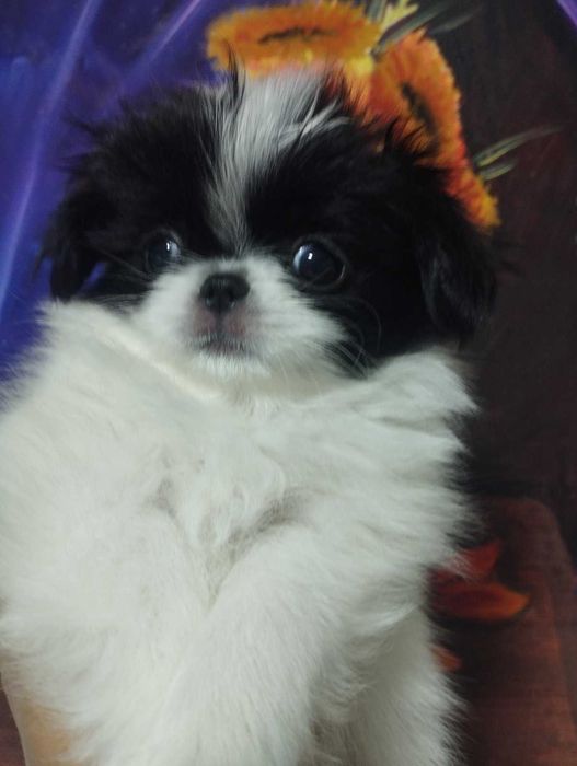 Цуценятка Японського хіна