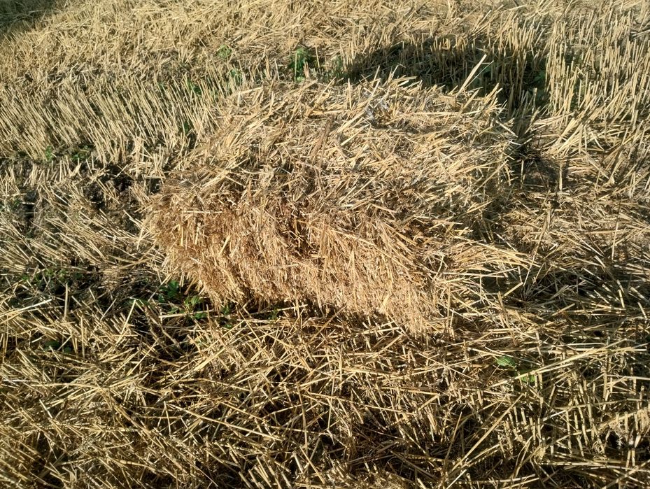 Солома. Тюк. Тюки соломи