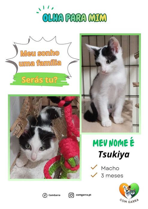 Gatinhos para adoção responsável