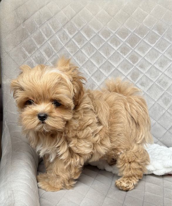 ‼️Кукольный мини мальчик мальтипу ф1‼️