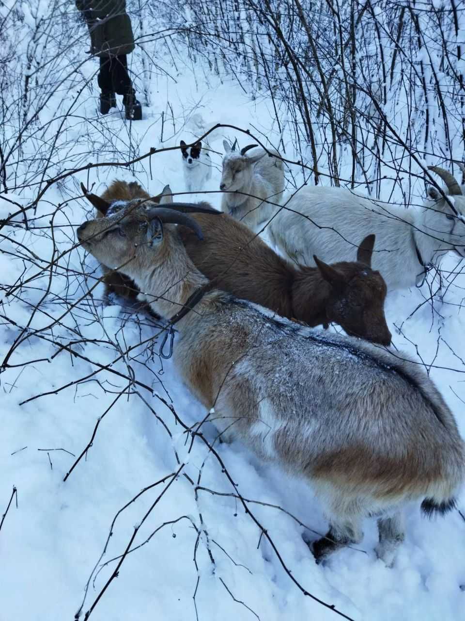 Продаються дійні кози