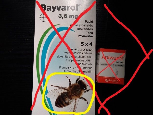 Matki pszczele HYG+ Odpornę na Warrozę Buckfast OD RĘKI Unasiennione