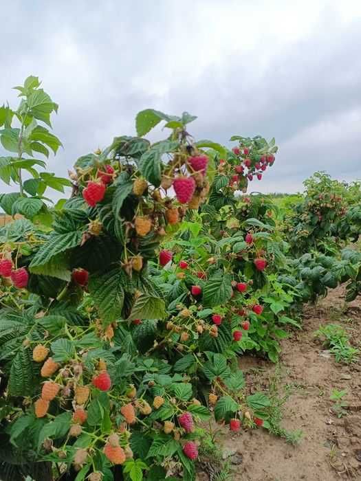 Sprzedam sadzonki malin Polonez Glen i Mapema
