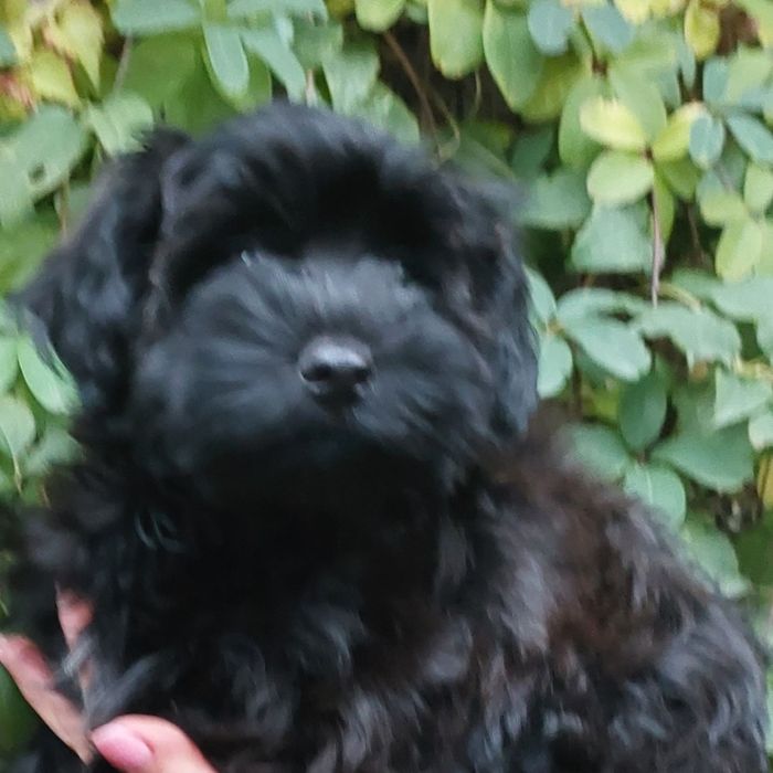 Мальтіпу хлопчик