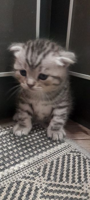 Шотланскі весловухі окрас. Маморние