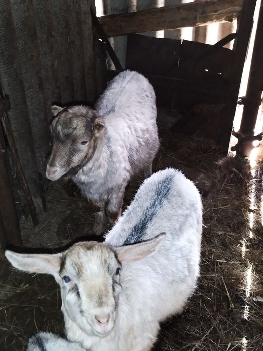 Продам козенята різного віку