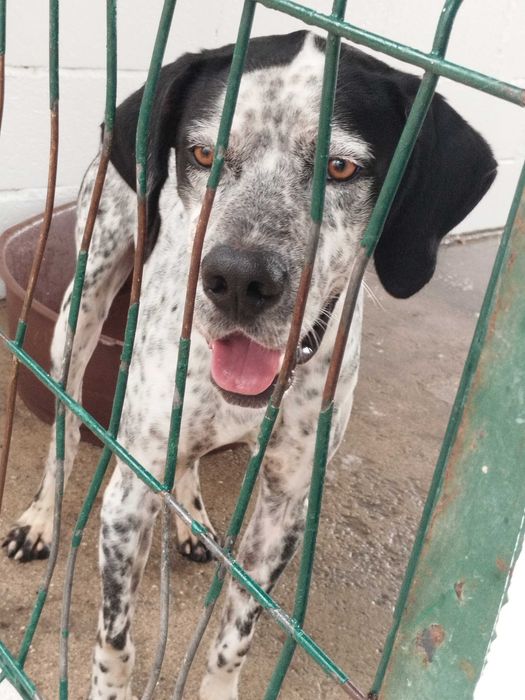 BUZZ (Macho, Adulto) Para Adoção