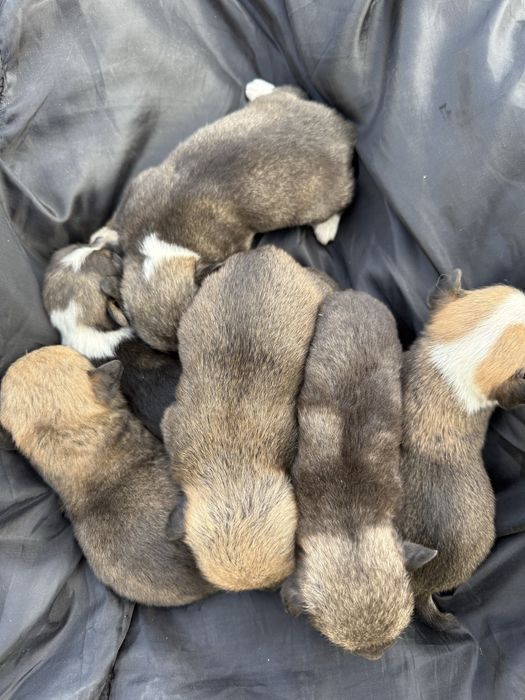 Відамо в добрі руки