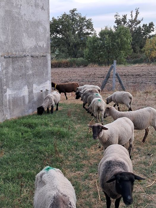 Ovelhas e borregas