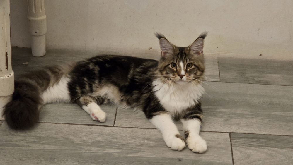 Piękna kotka Maine Coon