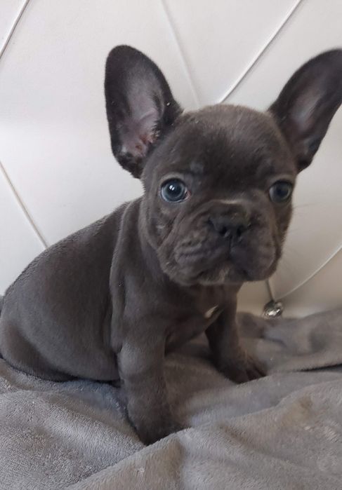 *Buldog francuski suczka blue niebieska  do odbioru 7.12.