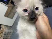 3 gatinhas para adopção