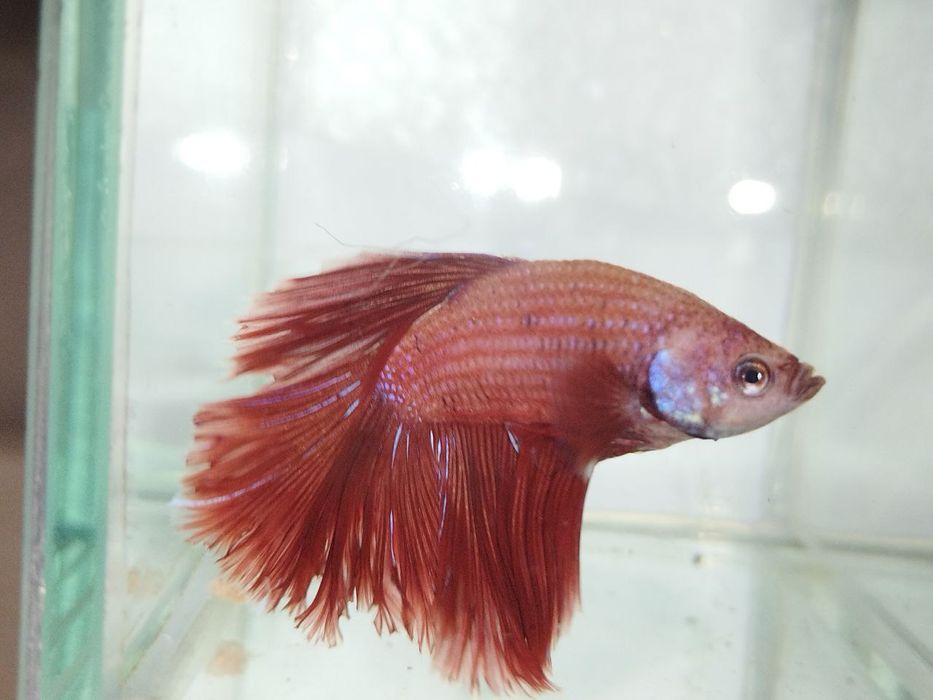 Петушок, півник, різні кольори, коронохвостий, плакат, дельта, вуаль.