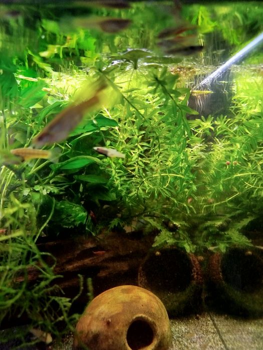 Moczarka argentyńska