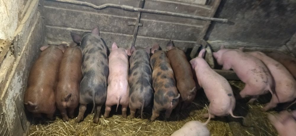 Продам домашніх поросят