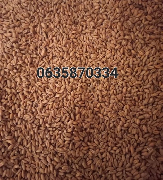 Продам Пшениця 2025р