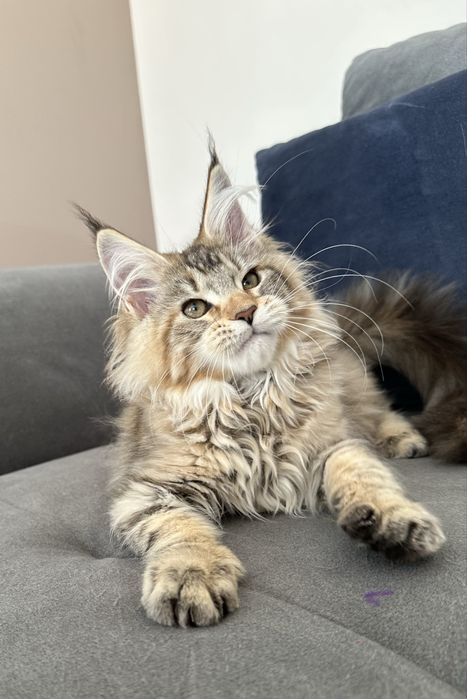 Kocięta koteczka szylkretka Maine Coon