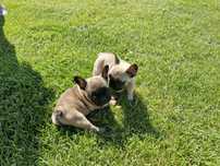 Buldog francuski