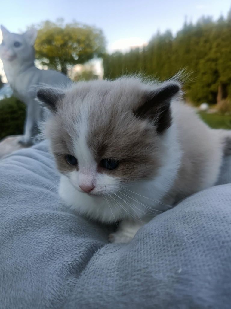 Kocięta Kocurek Ragdoll FPL ponownie dostepny