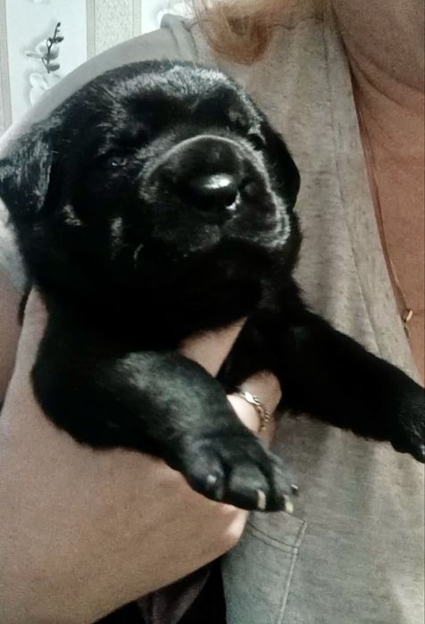 Кане Корсо бронь