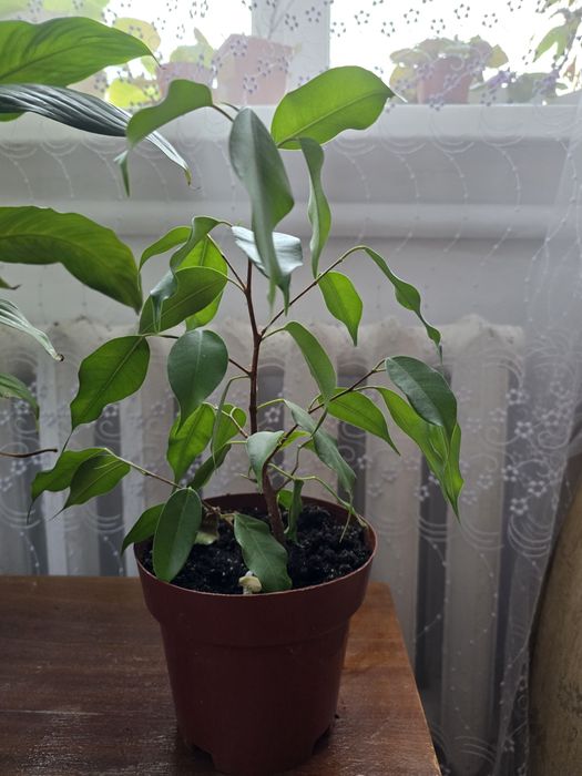 Фікус 100 гривень