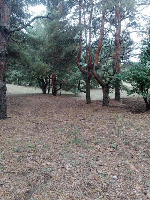 Хвойный (сосновый) опад, шишки для декора