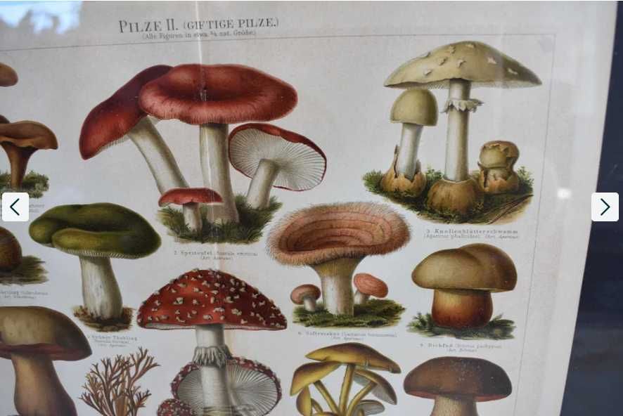 Grafika XIX wieczna grzyby