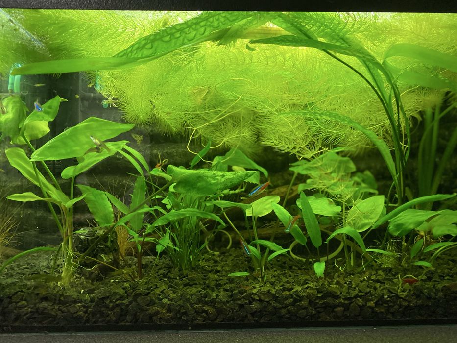 Sprzedam rybki gupiki