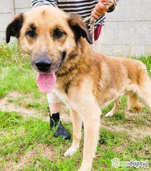 KUBUŚ - za stary, za brzydki żeby mieć prawdziwy dom? Adoptuj!