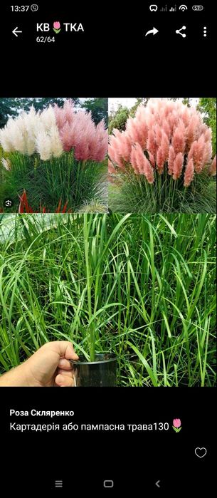 Картадерія, пампасна трава багаторічник