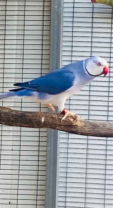 Ring Necks esmeraldas/cc bom preço