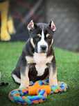 American Bully ABKC tricolor Ramos