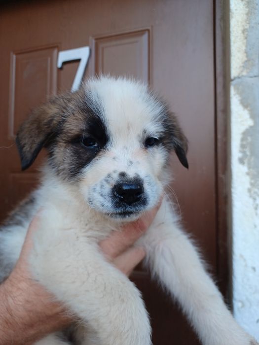 Oddam pieski w dobre ręce