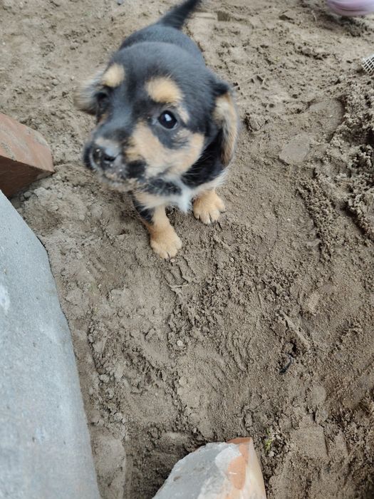 Oddam suczkę za darmo