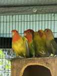 Agapornis disponiveis para venda