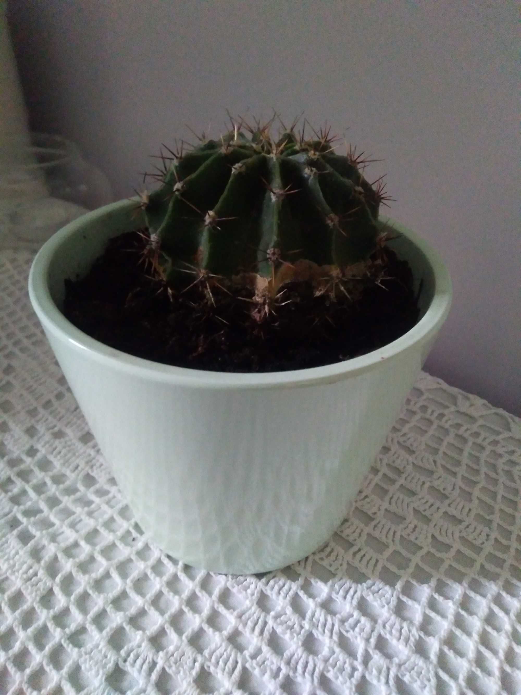Echinopsis kwitnący kaktus roślina żywa doniczkowa zielona