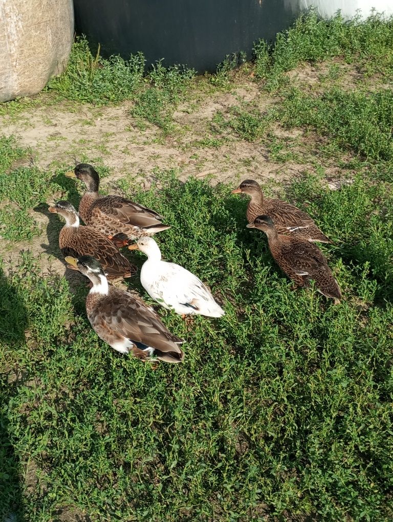 Kaczory biegusy młode gąski pomorskie call duck