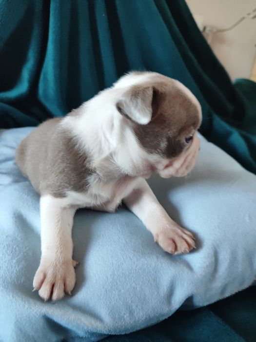 Boston Terrier chłopiec