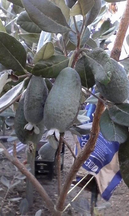 Plantas de Feijoa