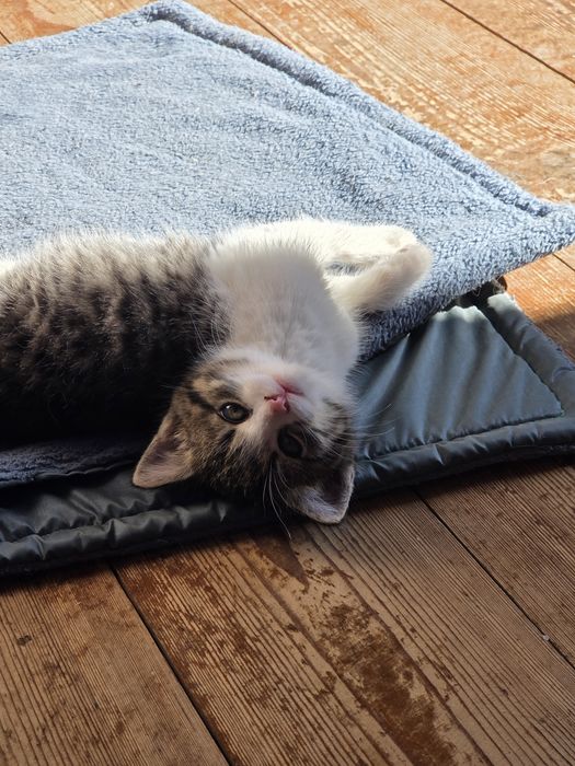 8 tygodniowe kotki do adopcji