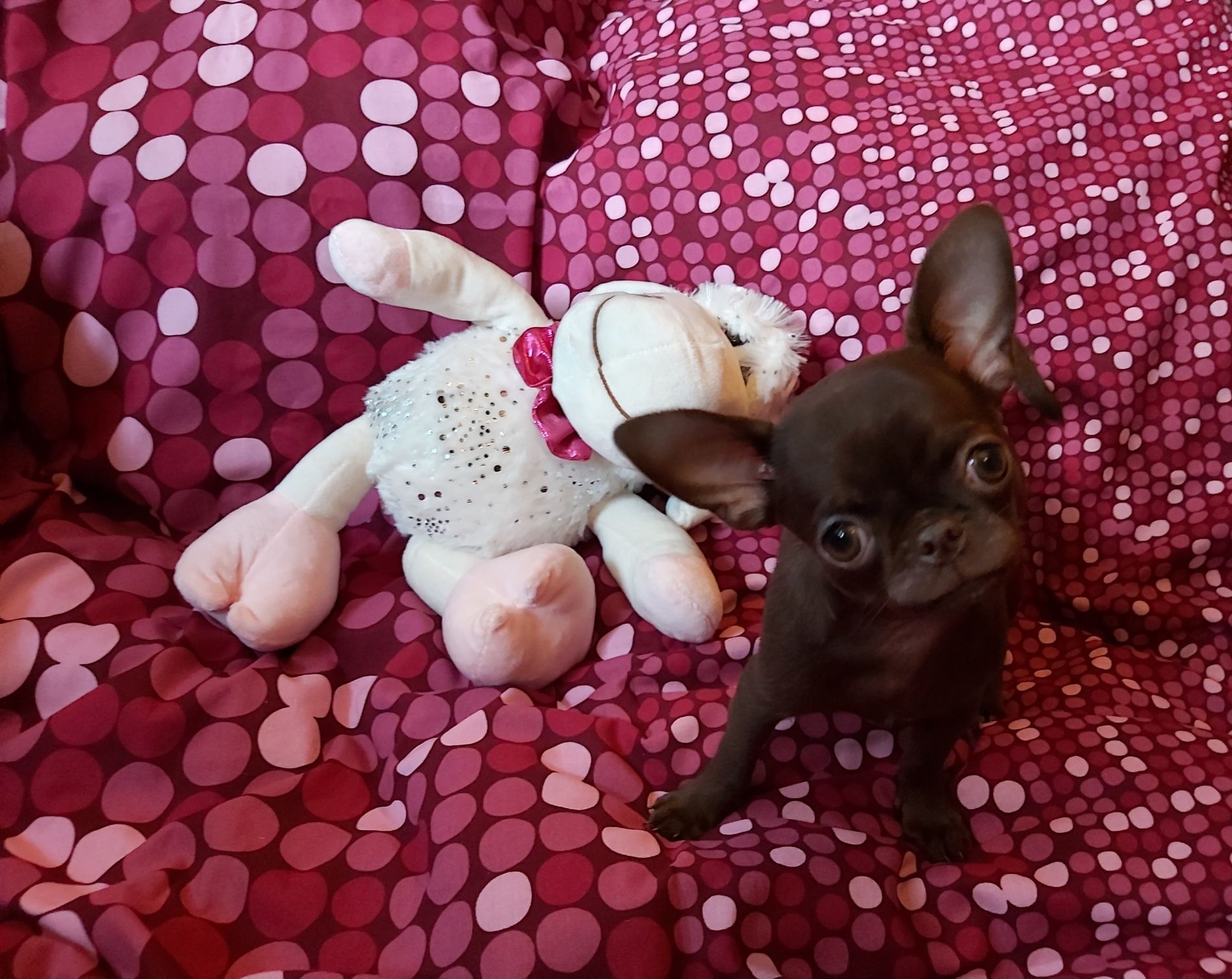 Dla konesera rasy Chihuahua CUDNA wyjątkowa czekoladowa suczka***FURIA