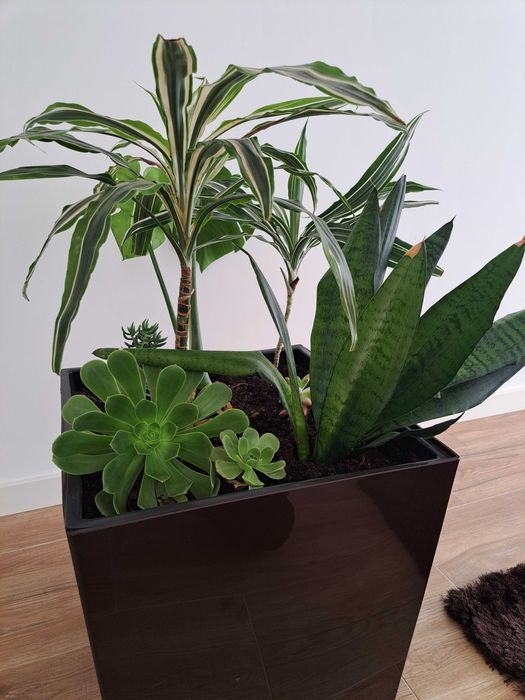 Planta de interior + vaso - Só 22€