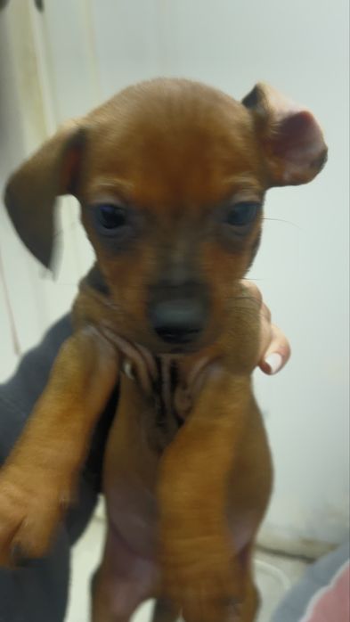 Teckel salsicha 2 meses