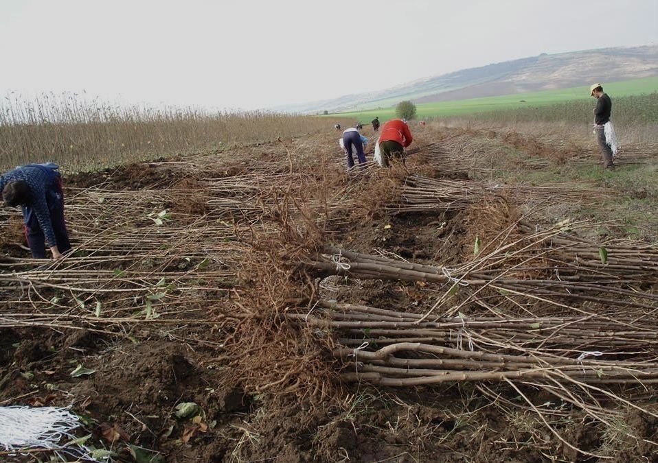 Саджанці черешни, вишни / Саженцы плодовых деревьев / ОПТ та Роздріб