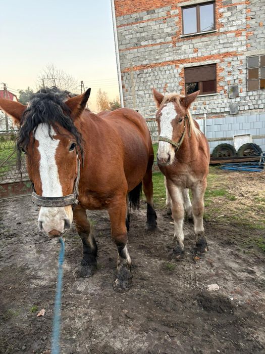 Klacz PKZ  z ogierkiem
