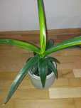 Sansevieria star canary