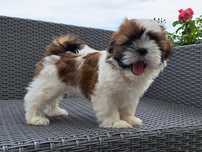 Suczka shih tzu  mała