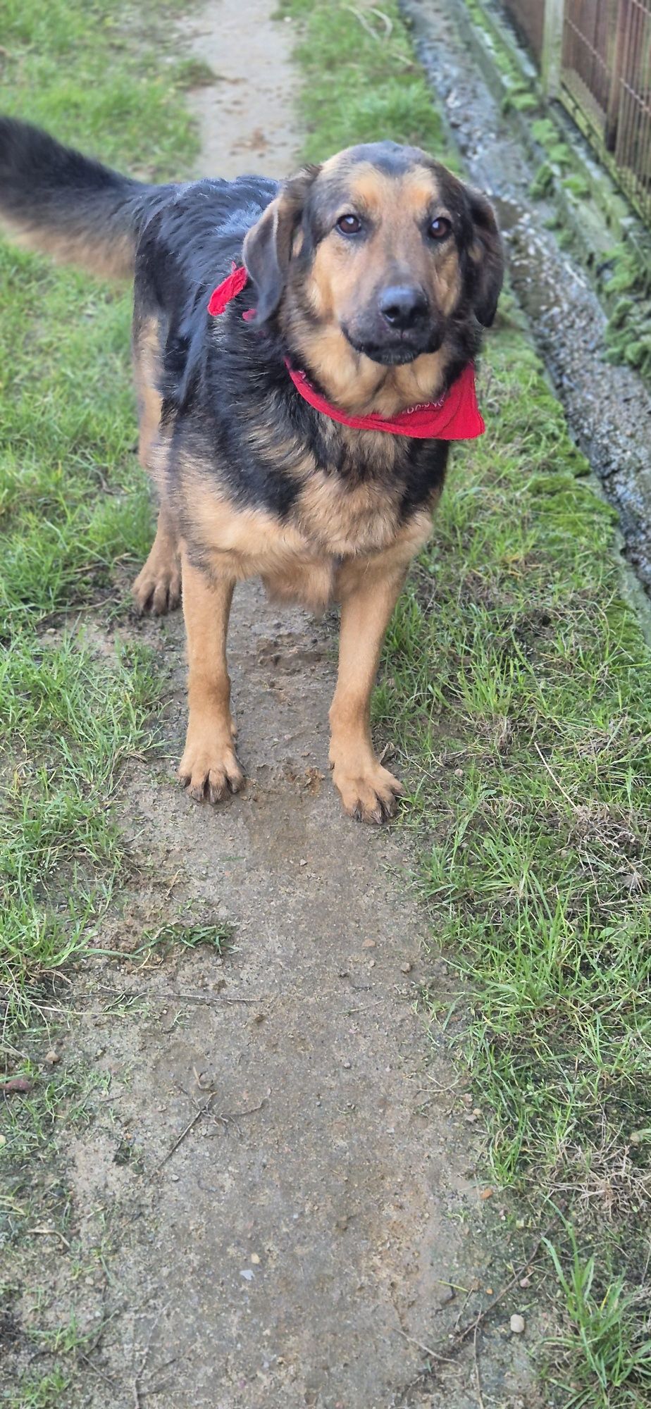 Piesek Około 5 lat